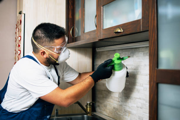 Best Wasp Removal Services  in Langston, OK