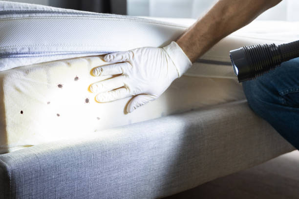 Best Affordable Pest Control Services  in Langston, OK